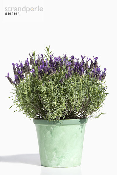 Nahaufnahme der Lavendelpflanze im Topf vor weißem Hintergrund