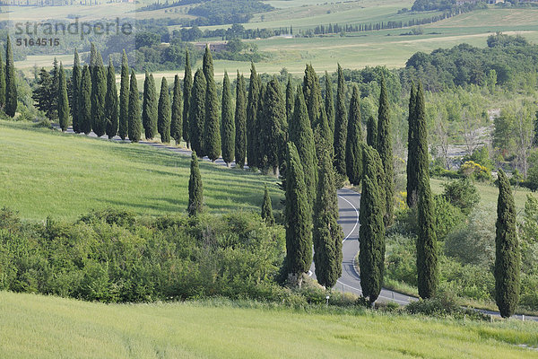 Italien  Toskana  Provinz Siena  Val d'Orcia  Blick auf die gewundene  von Zypressen gesäumte Straße