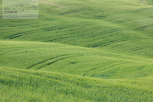 Italien  Toskana  Provinz Siena  Val d'Orcia  Pienza  Blick auf grünes Weizenfeld mit Reifenspuren