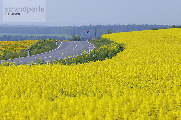 Deutschland  Bayern  Blick auf Landstraße mit gelb blühendem Rapsfeld