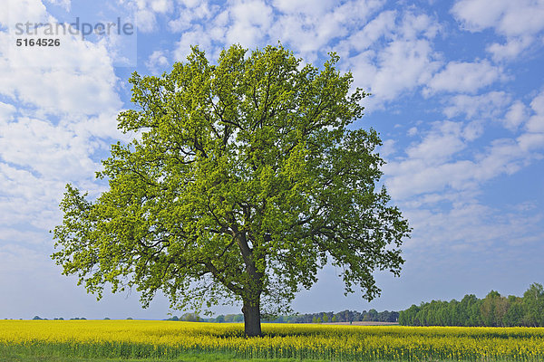 Deutschland  Mecklenburg-Vorpommern  Blick auf einzelne Eiche im Rapsfeld