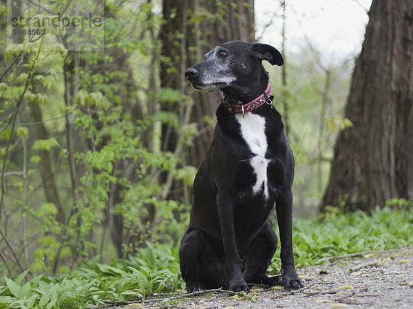Deutschland  München  Blick auf den schwarzen Podengo-Hund im Wald