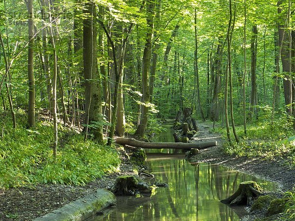 Deutschland  München  Grünes Wachstum im Wald entlang des Isarflusses