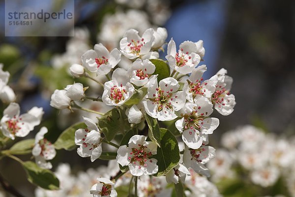 Deutschland  Bayern  Franken  Blick auf Birnenblüten  Nahaufnahme