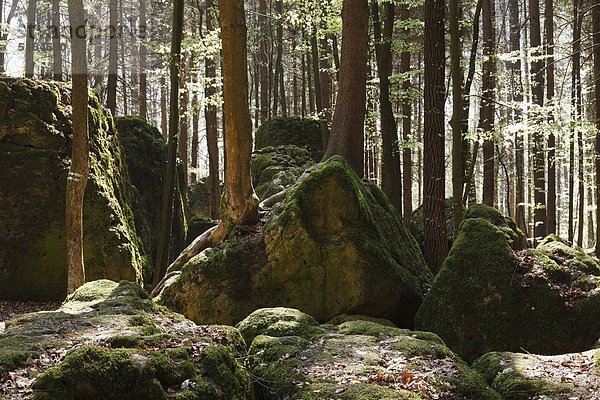 Deutschland  Bayern  Franken  Oberfranken  Fränkische Schweiz  Pottenstein  Druidenhain  Wohlmannsgesees  Blick auf Moos auf Felsen