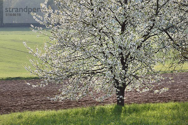 Deutschland  Bayern  Franken  Oberfranken  Fränkische Schweiz  Blick auf Süßkirschenblüte im Feld