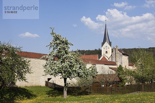 Deutschland  Bayern  Oberpfalz  Berching  Blick auf Stadtmauer mit blühendem Apfelbaum