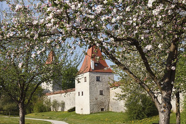 Deutschland  Bayern  Oberpfalz  Berching  Blick auf Stadtmauer und Biersiederturm mit blühendem Apfelbaum