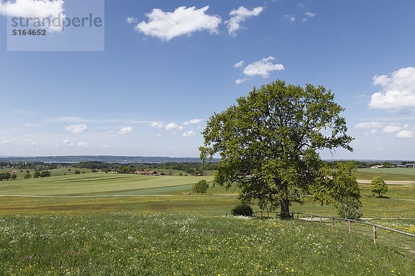 Deutschland  Bayern  Oberbayern  Muensing  Blick auf Eiche in Wiese mit Starnberger See im Hintergrund