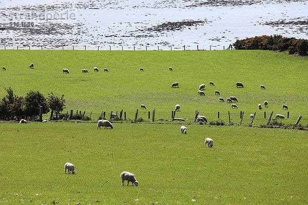 Vereinigtes Königreich  Nordirland  County Down  Carlingford Lough  Blick auf grasende Schafe