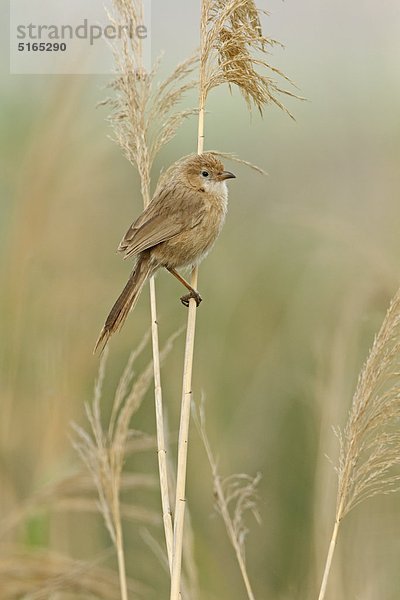 Rieddrossling  Turdoides altirostris