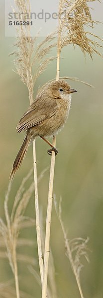 Rieddrossling  Turdoides altirostris