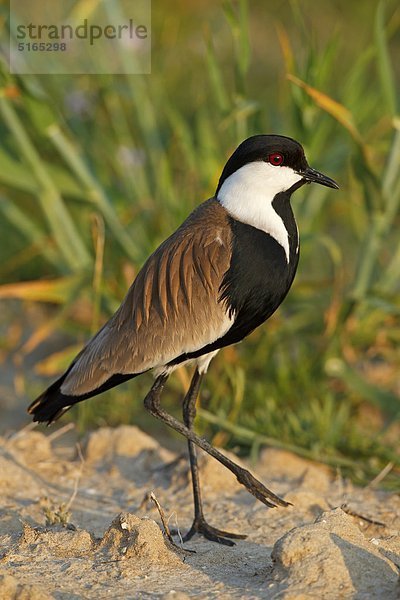 Spornkiebitz  Vanellus spinosus