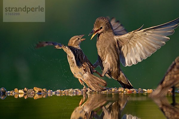 Zwei Stare  Sturnus vulgaris