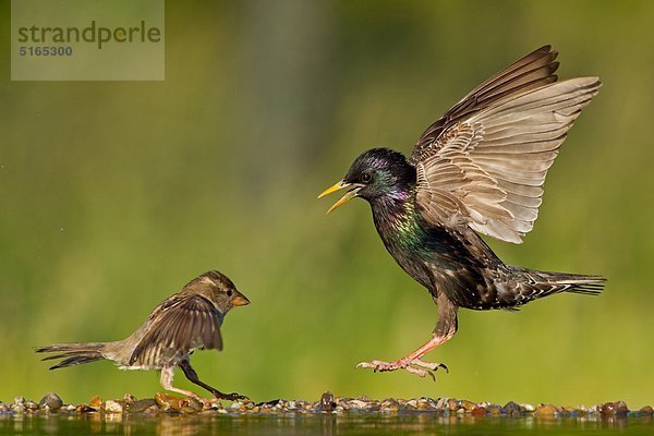 Zwei Stare  Sturnus vulgaris