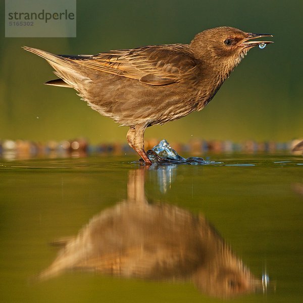 Star  Sturnus vulgaris