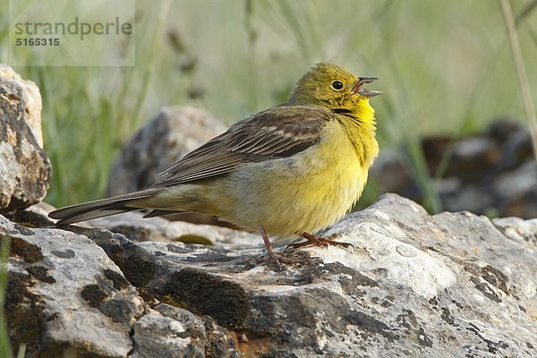 Türkenammer  Emberiza cineracea