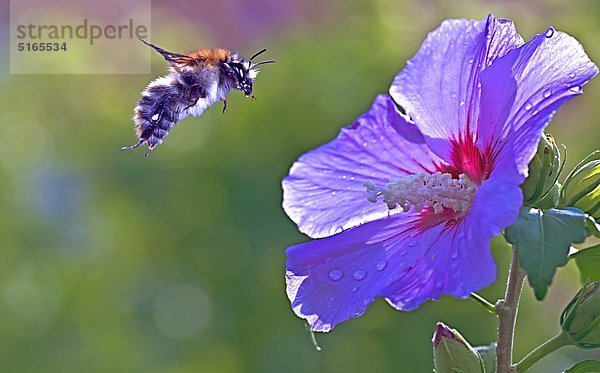 Ackerhummel  Megabombus pascuorum  fliegt zur Malve