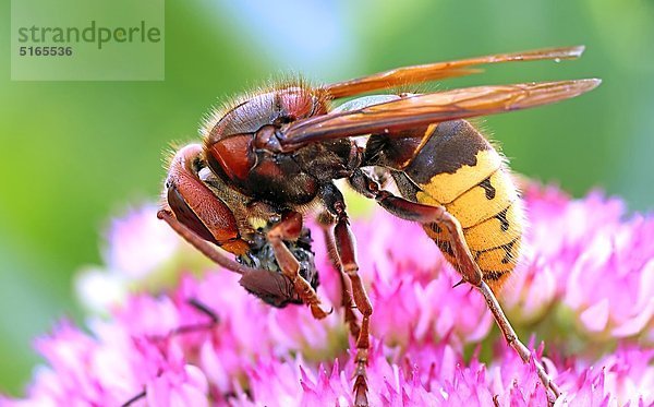 Hornisse  Vespa crabro  mit Fliege