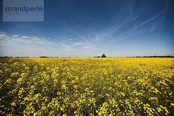 Blume  Feld