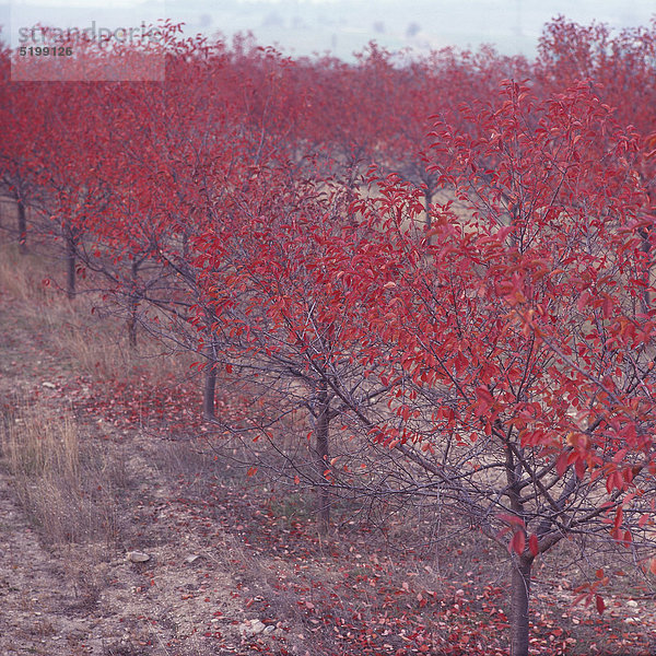 Kleine Herbstbäume mit roten Blättern