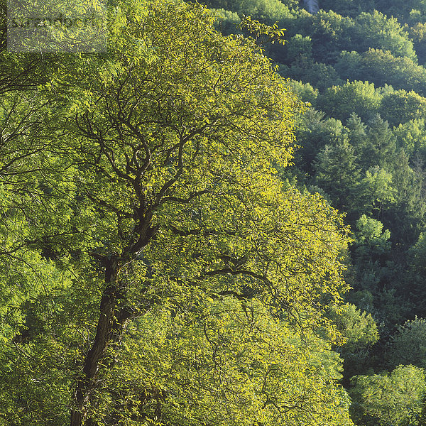 Großer Baum am Waldrand