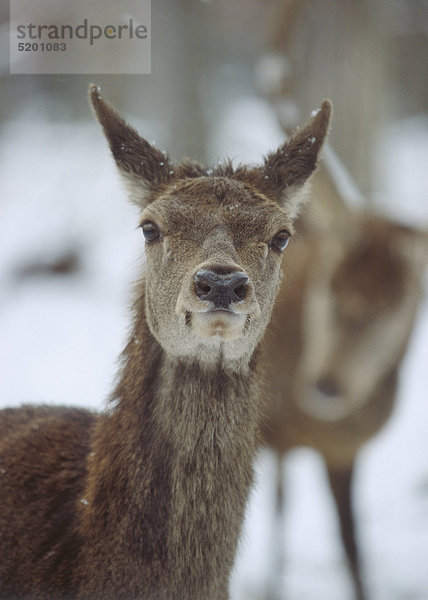 Rotwild  Hirschkuh im Winter  Porträt