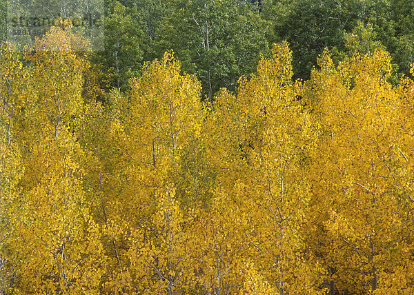 Gelbes Herbstlaub an Bäumen  Colorado  USA