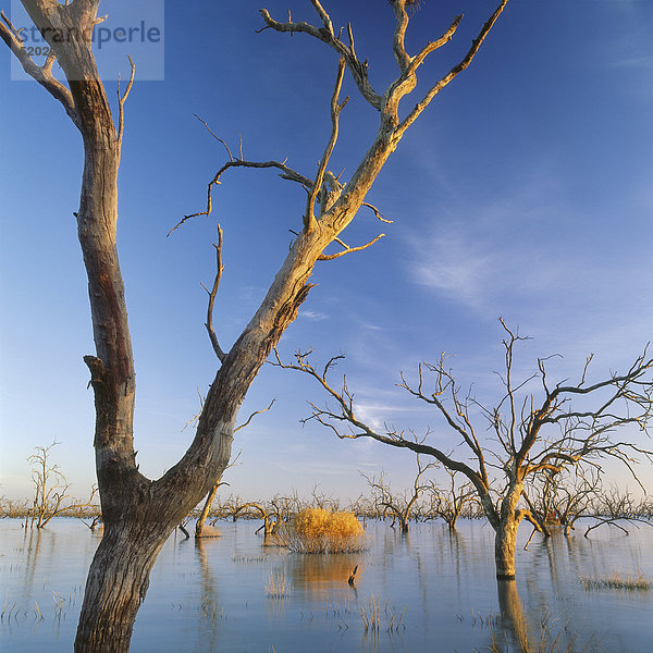 Abgestorbene Bäume in Überschwemmungsgebiet  Victoria  Australien