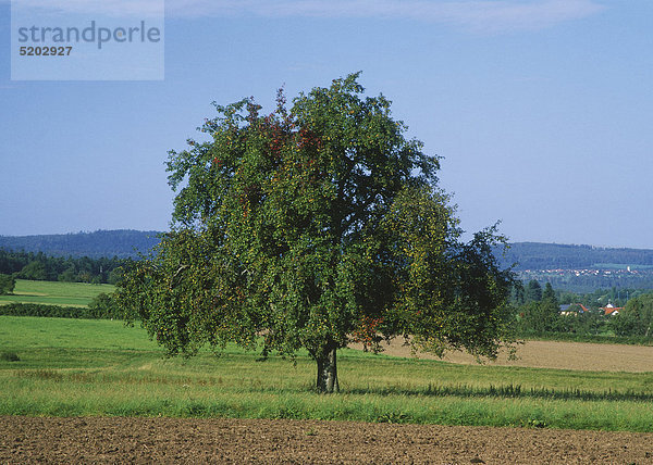 Apfelbaum im Herbst