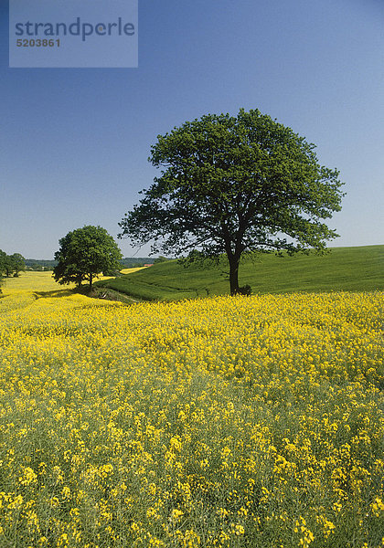 Landschaft  Holsteinische Schweiz  Schleswig-Holstein  Deutschland