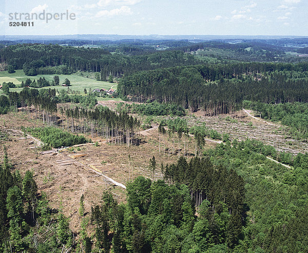 Waldschäden durch Orkan Wiebke  Oberbayern  Deutschland  Luftaufnahme