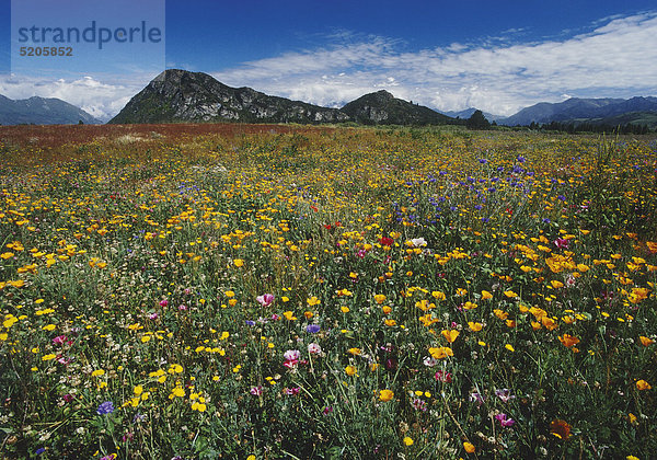 Blumenwiese  Südinsel  Neuseeland