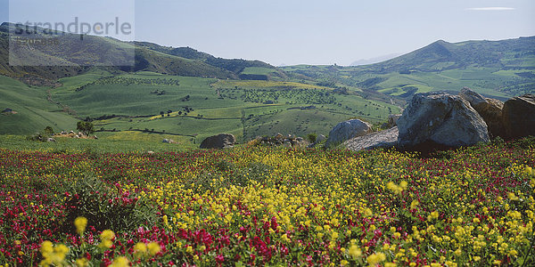 Blumenwiese  Hügellandschaft  Sizilien  Italien