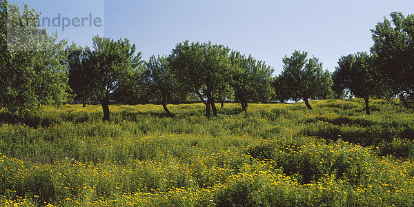 Mandelbäume in Blumenwiese  Mallorca  Spanien