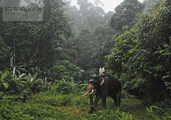 Mann auf Arbeitselefant im tropischen Wald  Thailand