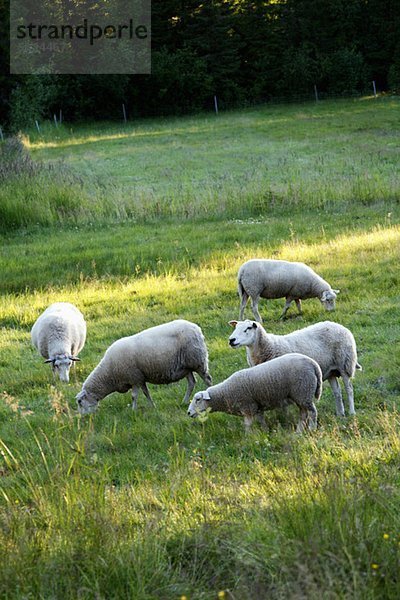 Schafe auf Rasenfläche