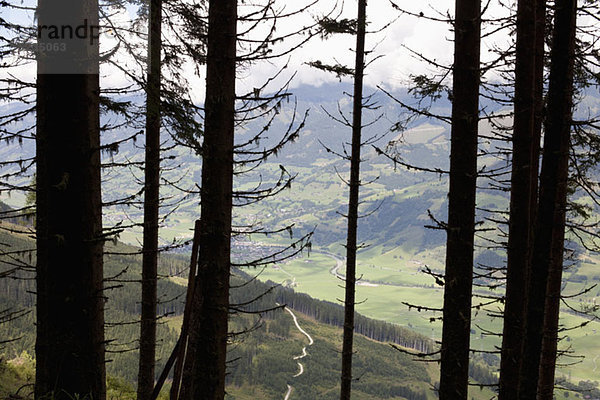 Blick durch die Bäume eines Tales