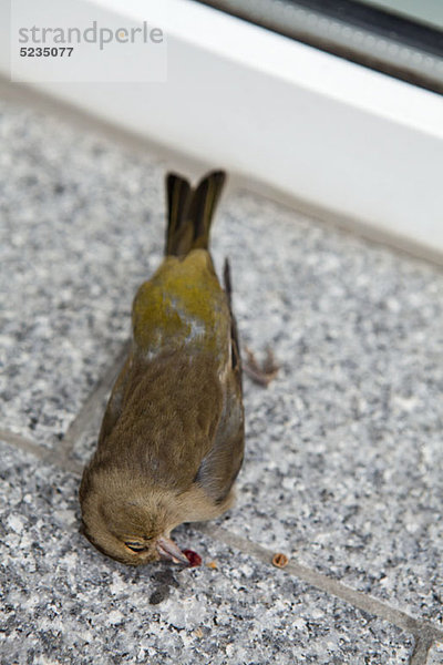 Ein toter Vogel auf einem Fensterbrett.