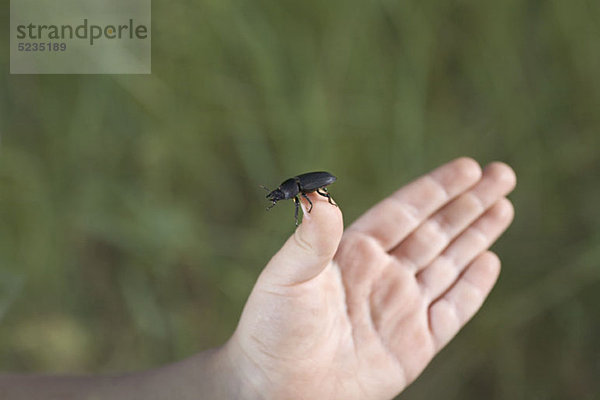 Ein Kind hält einen Käfer  Detail der Hand