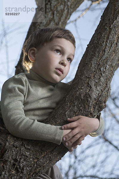 Ein Junge in einem Baum  der in die Ferne schaut.