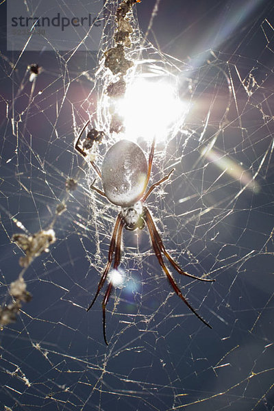 Die Sonne scheint auf eine Spinne  die an einem Netz hängt.