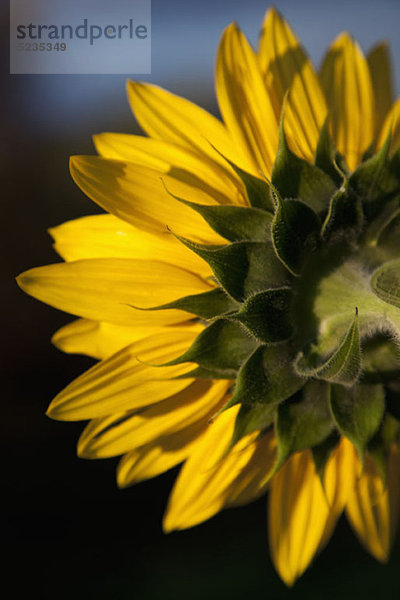 Eine Sonnenblume aus der Nähe  Rückansicht