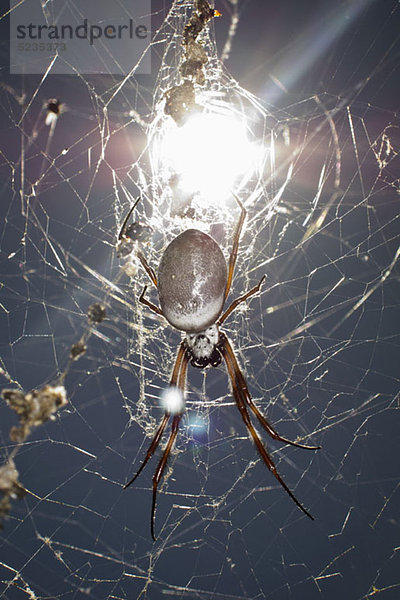 Die Sonne scheint auf eine Spinne  die an einem Netz hängt.