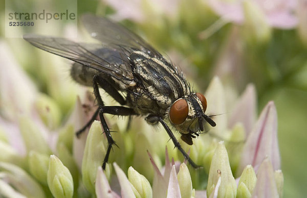 Eine Stubenfliege (Musca domestica)  die auf einer Blume sitzt.