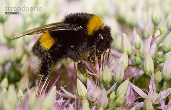 Eine Hummel (Bombus terrestris) sitzt auf einer Blüte.