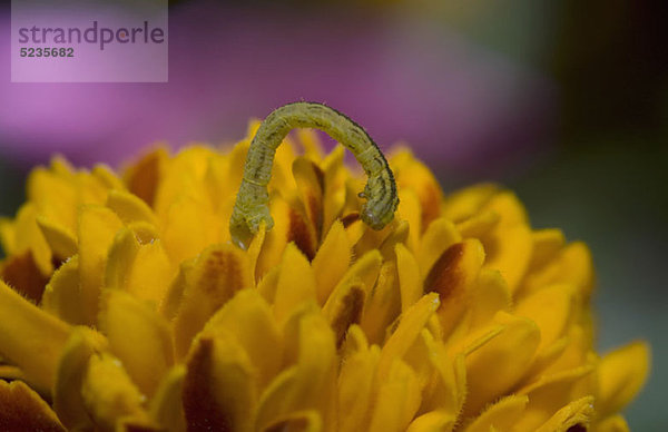 Eine Raupe auf einer Blume