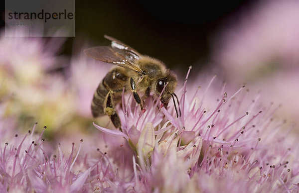 Eine Honigbiene (Apis mellifica) sitzt auf einer Blume