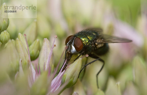 Eine Schmeißfliege (Calliphora Lucilia) sitzt auf einer Blume