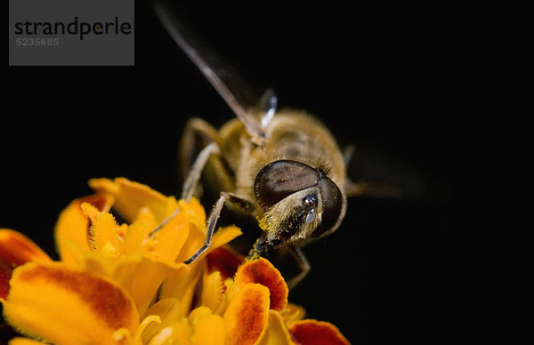 Eine Schwebfliege (Eristalis tenax) auf einer Blüte  extreme Nahaufnahme